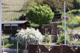 Stadthaus mit großem Garten in der Zeller Altstadt - Blick in den Garten